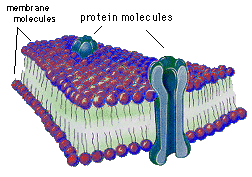 Model neuronov membrny s iontovm kanlem