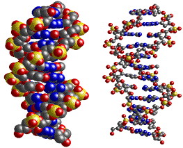 Animovan model struktury DNA