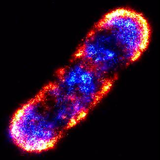  E.coli bacterial cell 